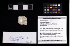 Foto (Objekt + Etikett) von Munidopsidae indet.  (NHMW-GEO-2017-0089-0023)